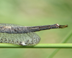 Scotoleon nigrescens