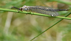 Scotoleon nigrescens