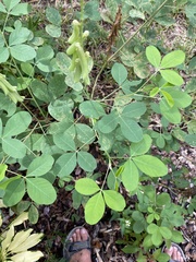 Baptisia nuttalliana