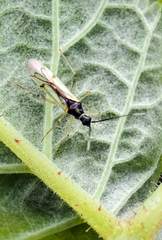 Tupiocoris