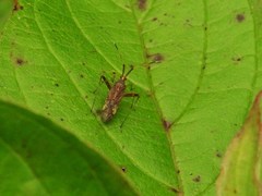 Phytocoris lasiomerus