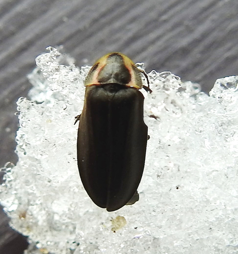 Winter Firefly, photo 3 of 9