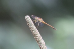 Sympetrum vicinum