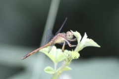 Sympetrum vicinum
