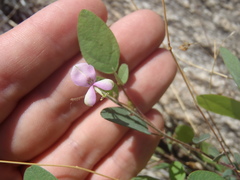 Desmodium psilocarpum