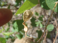 Desmodium psilocarpum