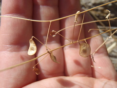 Desmodium psilocarpum