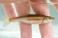 Clinostomus elongatus