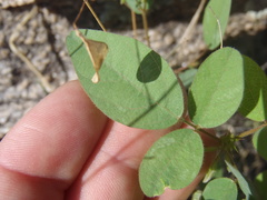 Desmodium psilocarpum