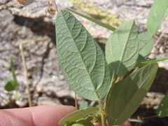 Desmodium psilocarpum