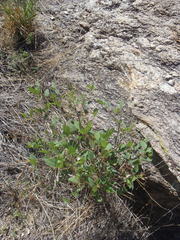 Desmodium psilocarpum