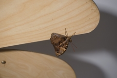 Opsiphanes cassiae cassiae