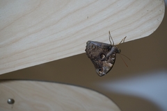 Opsiphanes cassiae cassiae