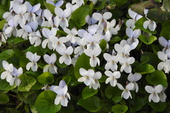 Viola alba alba