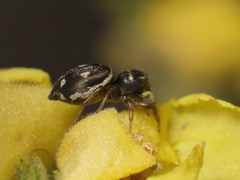 Heliophanus apiatus