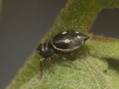 Heliophanus apiatus