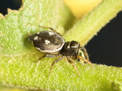 Heliophanus apiatus
