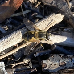 Helophilus lapponicus