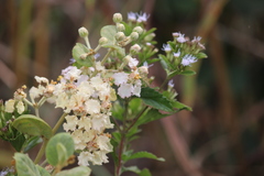 Banisteriopsis variabilis