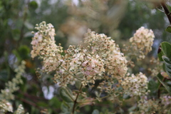 Banisteriopsis variabilis