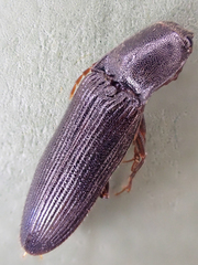 Athous nigropilis