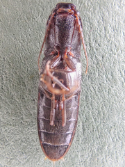 Athous nigropilis