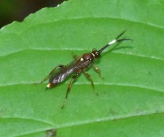 Melanichneumon disparilis