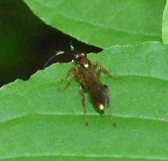 Melanichneumon disparilis