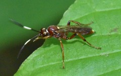 Melanichneumon disparilis