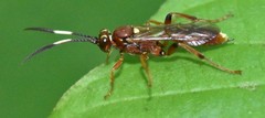 Melanichneumon disparilis
