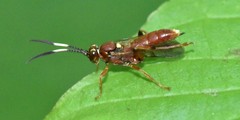 Melanichneumon disparilis