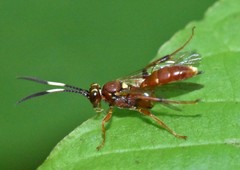 Melanichneumon disparilis