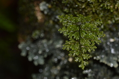 Hymenophyllum plicatum