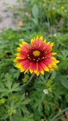 Gaillardia pulchella