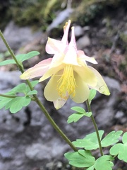 Aquilegia elegantula
