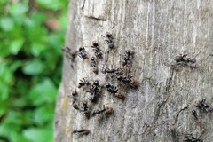 Liometopum apiculatum