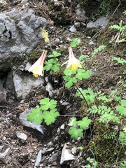 Aquilegia elegantula