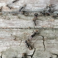 Liometopum apiculatum