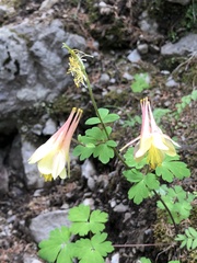 Aquilegia elegantula