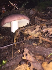 Russula vinacea