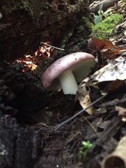 Russula vinacea