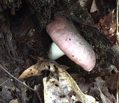 Russula vinacea