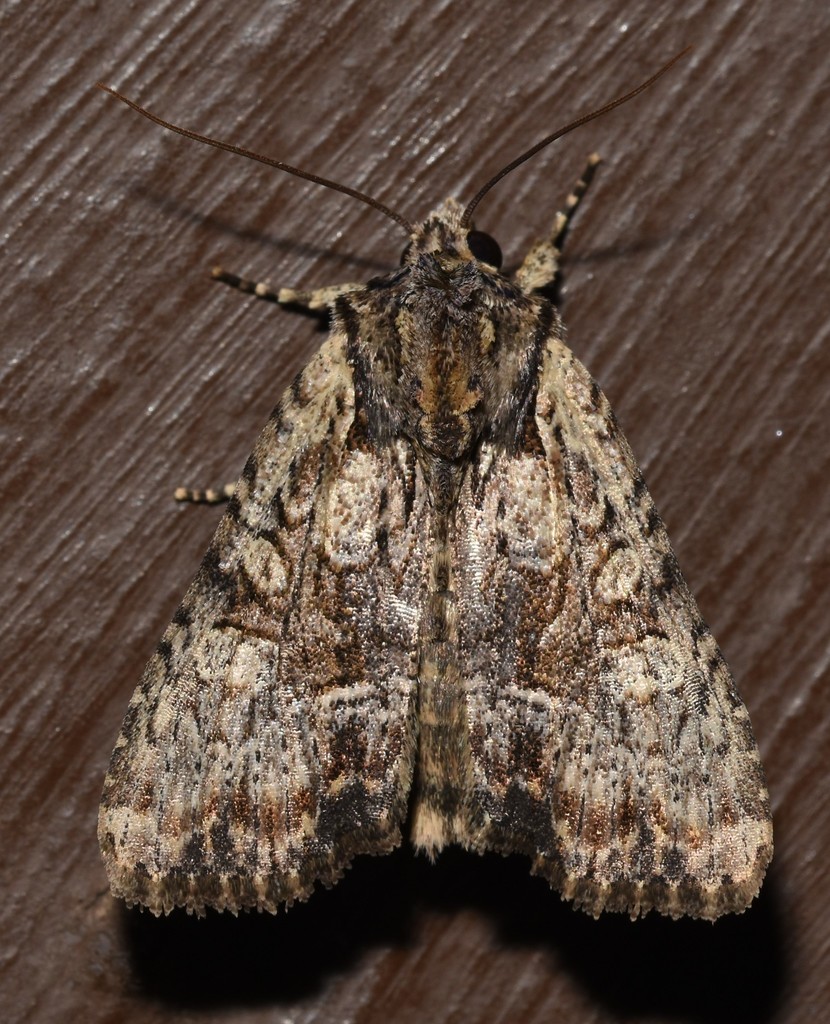 Mullein and Black-dashed Apamea Moths and Allies