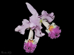 Cattleya