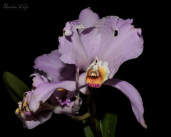 Cattleya