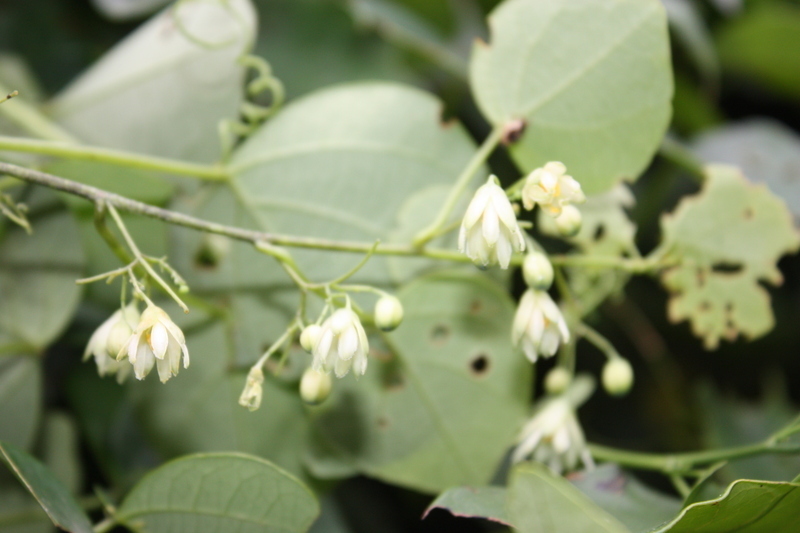 Adenia cissampeloides
