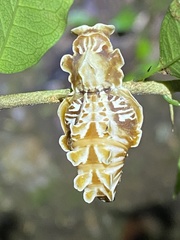 Pachliopta polydorus