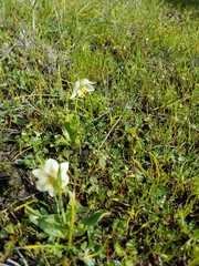 Fritillaria liliacea