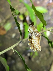 Pachliopta polydorus