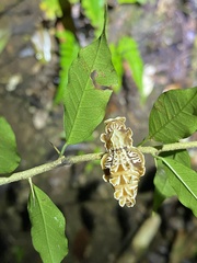 Pachliopta polydorus